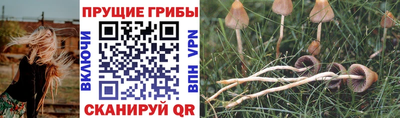 купить наркотики сайты  Отрадная  OMG рабочий сайт  Псилоцибиновые грибы мухоморы 